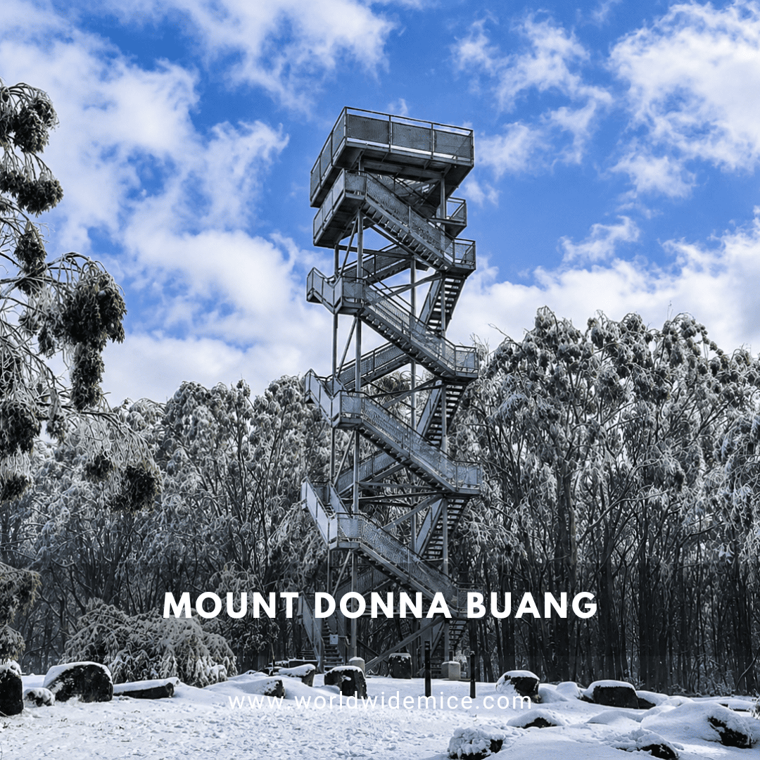 Mount Donna Buang
